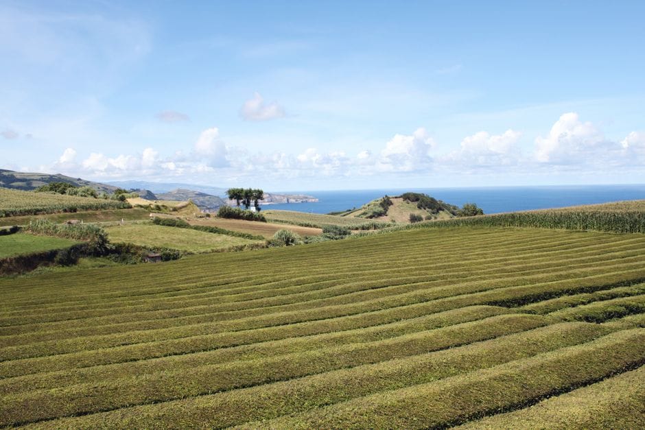 The Azores: Sao Miguel in spring