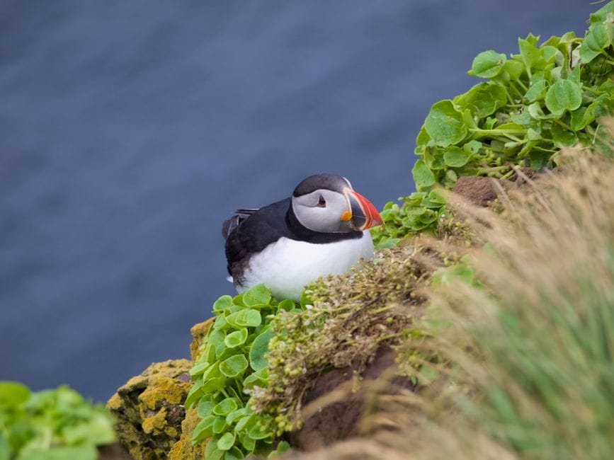 The Pembrokeshire Coast Path in spring: cliffs, flowers and seabirds
