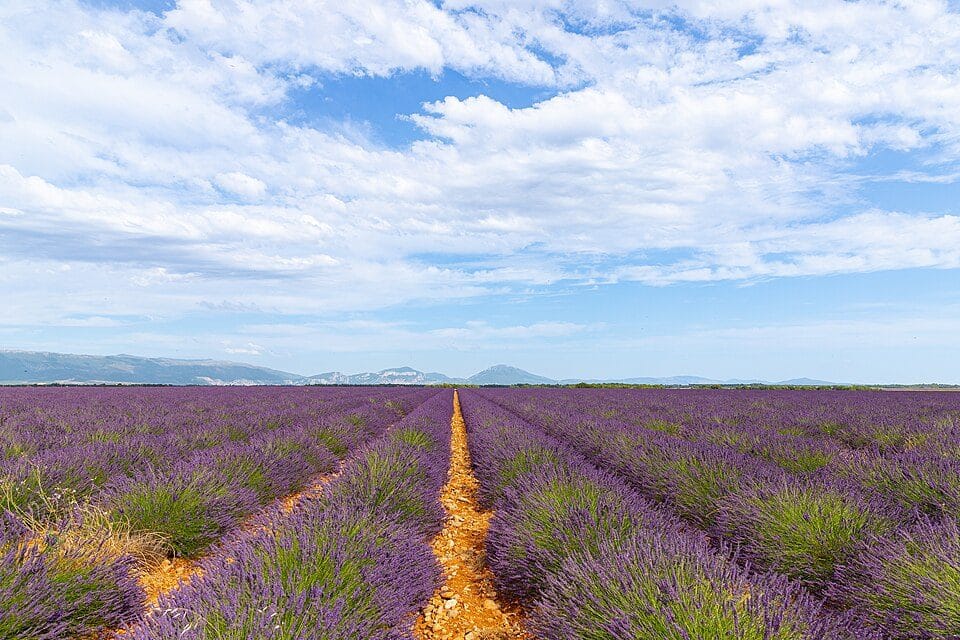 Provence in July: chasing the lavender without the coach parties