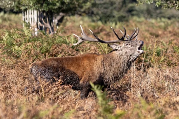 Britain's Autumn Wildlife Season: Deer Rut, Salmon Runs and the First Starling Murmurations