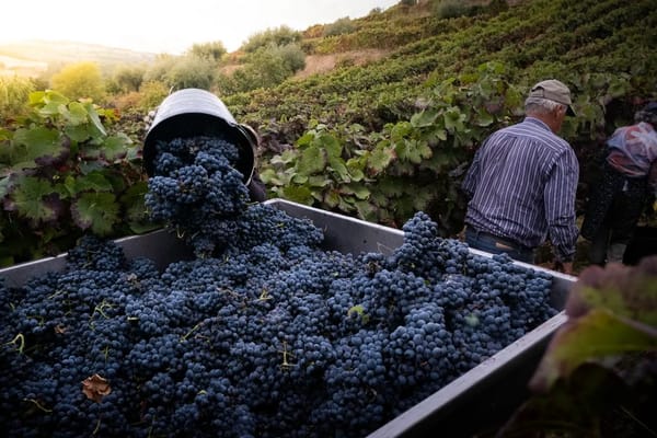 The Douro Valley Grape Harvest: Portugal's September Wine Trip Without the August Crowds